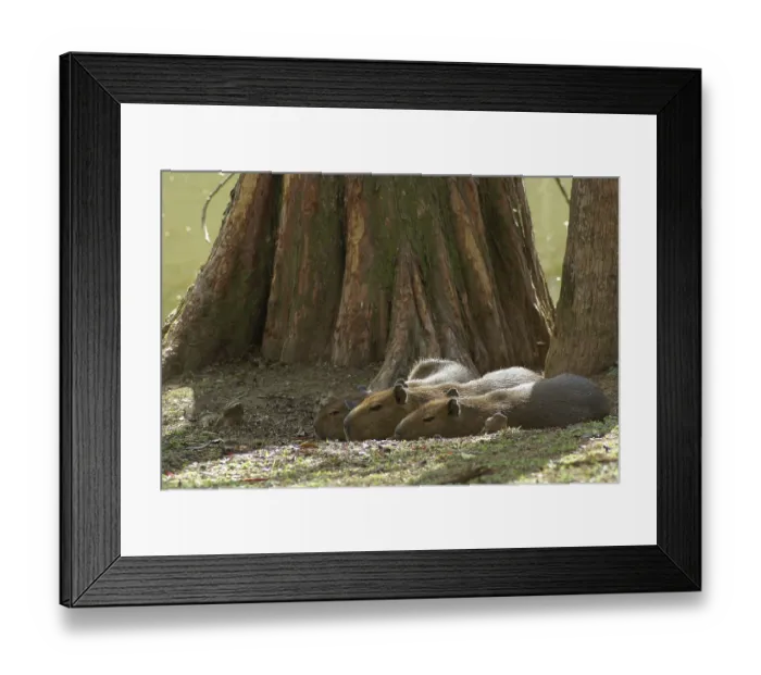 Framed Print : Animal, Capybara, Horto Florestal Park