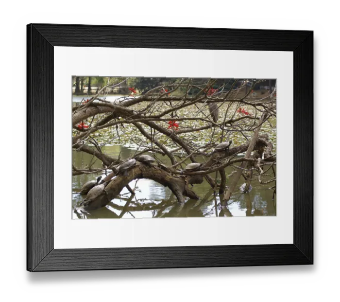 Framed Print : Animal, Turtle, Horto Florestal Park Framed Print : Animal, Turtle, Horto Florestal Park