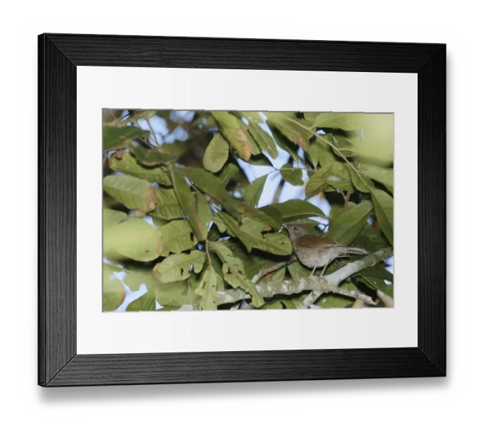 Framed Print : Bird, bird, Turdus-leucomelas, Guaruja Framed Print : Bird, bird, Turdus-leucomelas, Guaruja