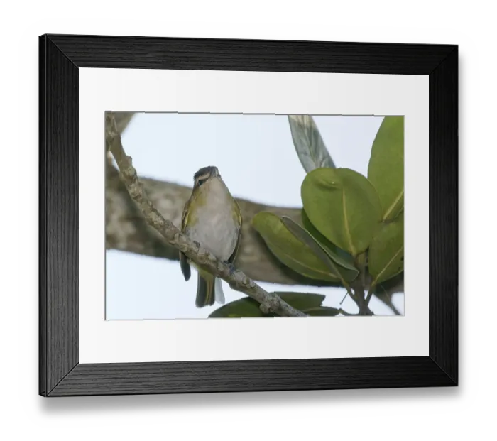 Framed Print : Bird, bird, Vireo-olivaceus, Guaruja