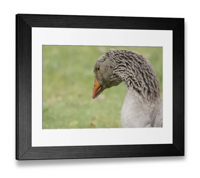 Framed Print : Goose, Oie de Toulouse, Boissy sous Saint Yon