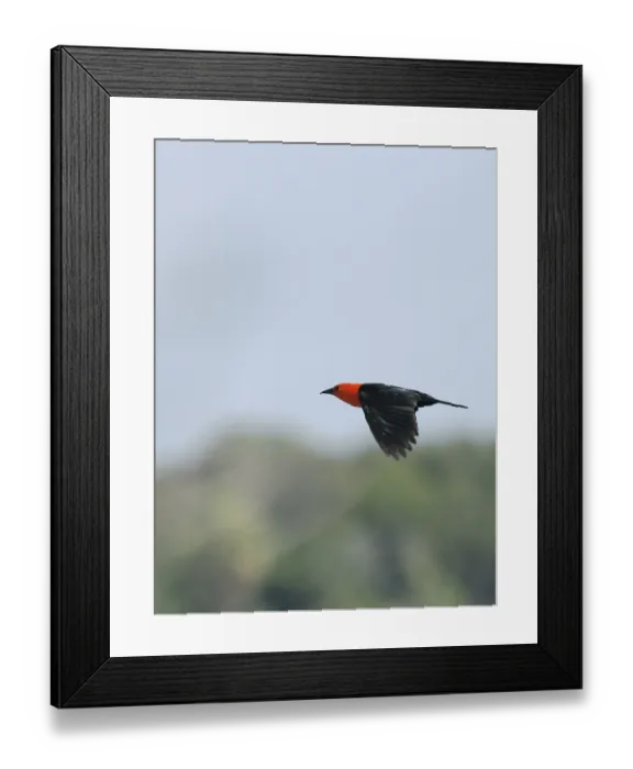 Framed Print : Animal, Bird, Pantanal, Mato Grosso do Sul, Brazil
