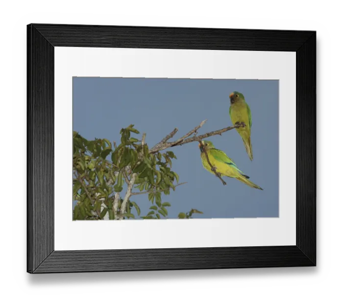 Framed Print : Bird, Jandaia-coquinho, Pantanal
