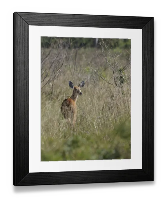 Framed Print : Animal, Deer-pity-swampland, Pantanal