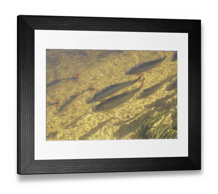 Framed Print : Pisces, Piraputanga, Pantanal, Mato Grosso do Sul