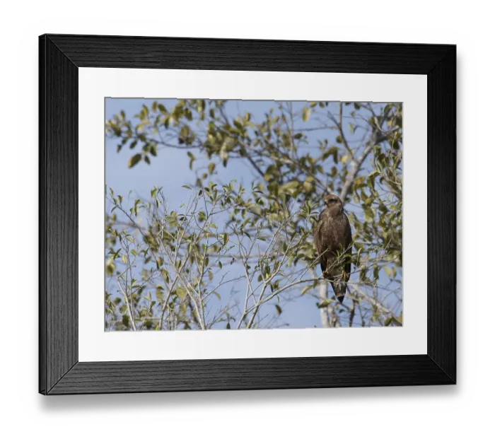 Framed Print : Bird of prey, Hawk-mestizo, Pantanal Framed Print : Bird of prey, Hawk-mestizo, Pantanal
