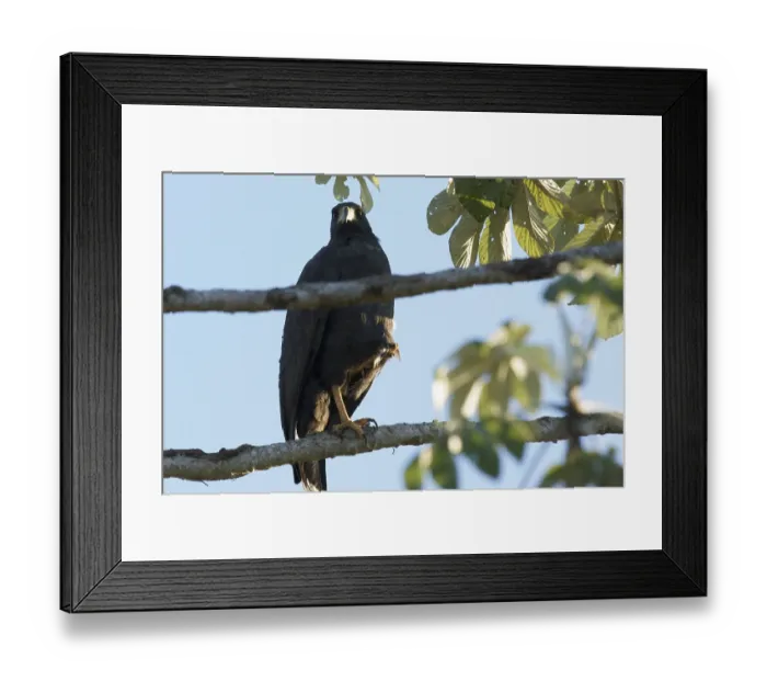 Framed Print : Bird of prey, Hawk-black, Pantanal