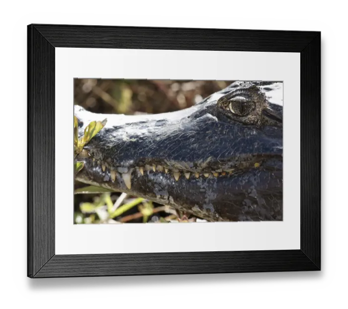 Framed Print : Animal, Alligator-pity-swampland Framed Print : Animal, Alligator-pity-swampland