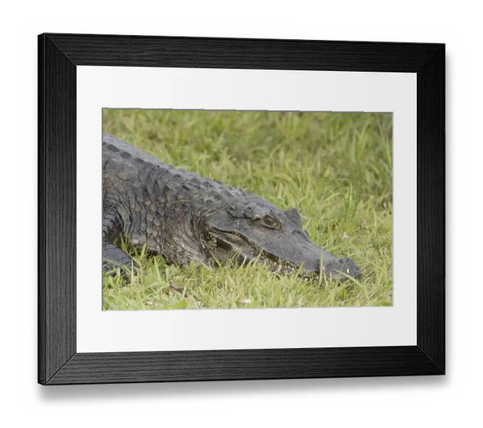 Framed Print : Animal, Alligator-pity-swampland