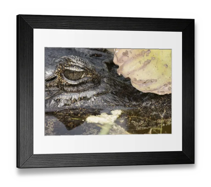 Framed Print : Animal, Alligator-pity-swampland