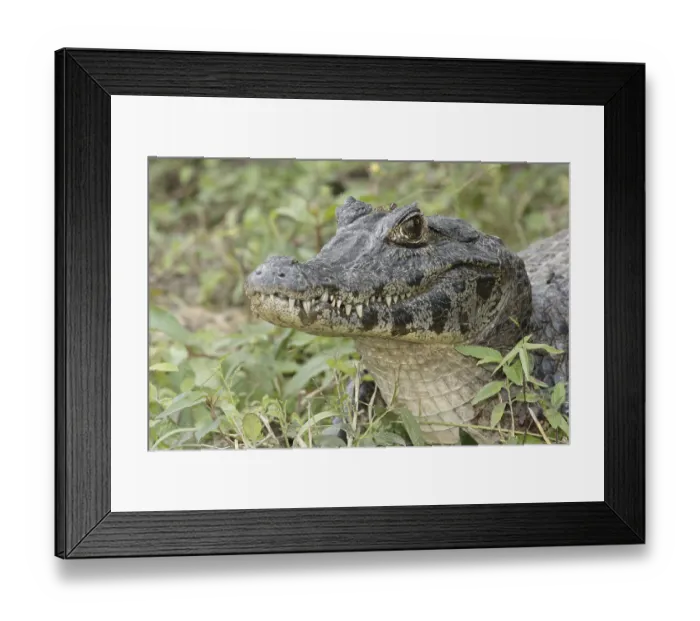 Framed Print : Animal, Alligator-pity-swampland Framed Print : Animal, Alligator-pity-swampland
