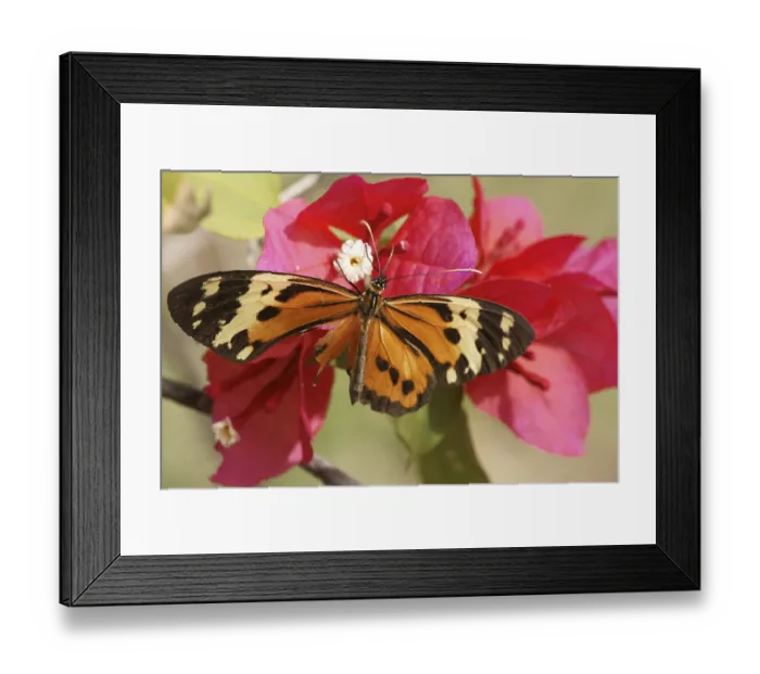 Framed Print : Butterfly, Flower-of-spring, Pantanal