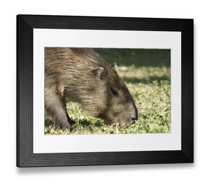 Framed Print : Animal, Capybara, Pantanal, Mato Grosso do Sul