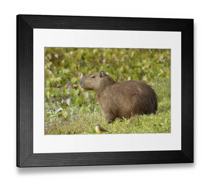Framed Print : Animal, Capybara, Pantanal, Mato Grosso do Sul