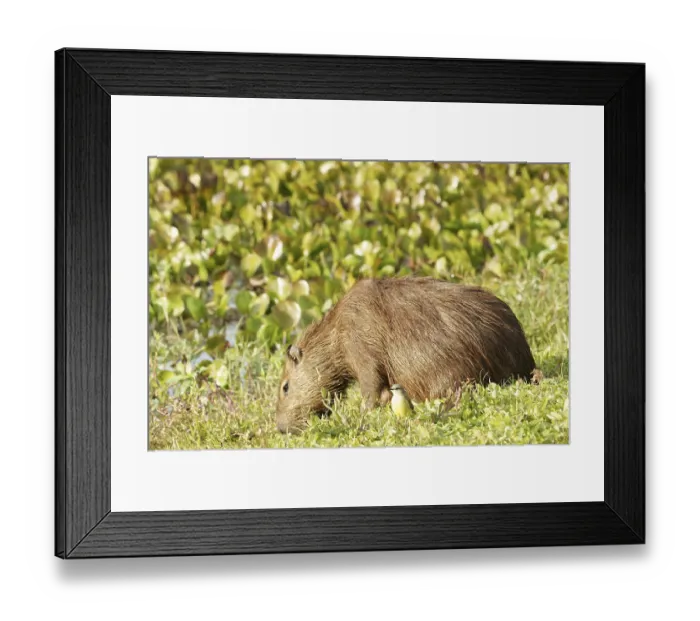 Framed Print : Animal, Capybara, Pantanal, Mato Grosso do Sul