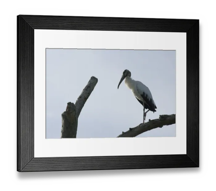 Framed Print : Bird, Jaburu-moleque, Pantanal