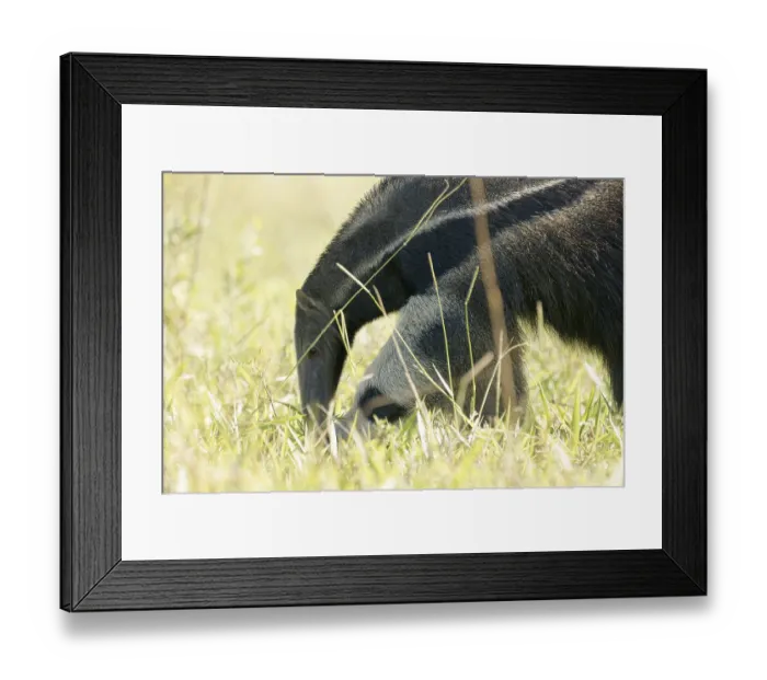 Framed Print : Animal, Anteater, Pantanal, Mato Grosso do Sul