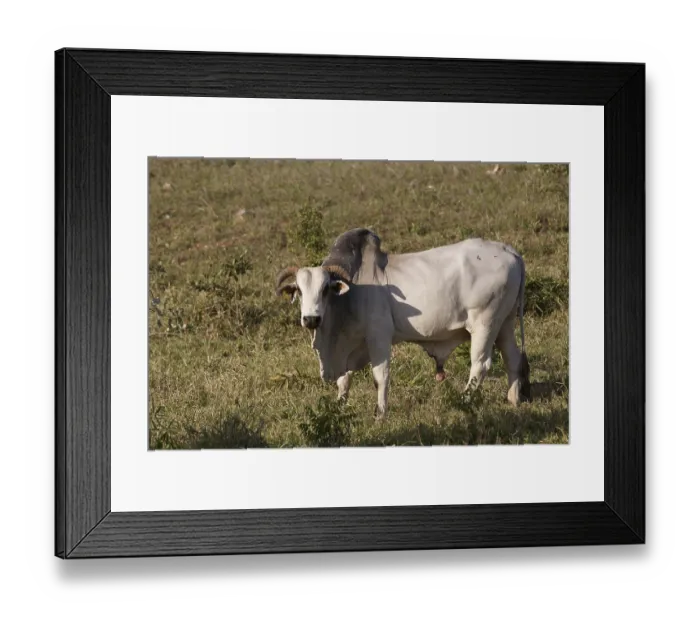 Framed Print : Ox, Animal, Pantanal, Mato Grosso do Sul, Brazil Framed Print : Ox, Animal, Pantanal, Mato Grosso do Sul, Brazil