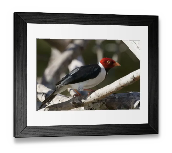 Framed Print : Birds, Cardinal-pity-swampland Framed Print : Birds, Cardinal-pity-swampland