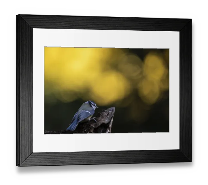 Framed Print : Blue tit (Parus caerulea), Emsland