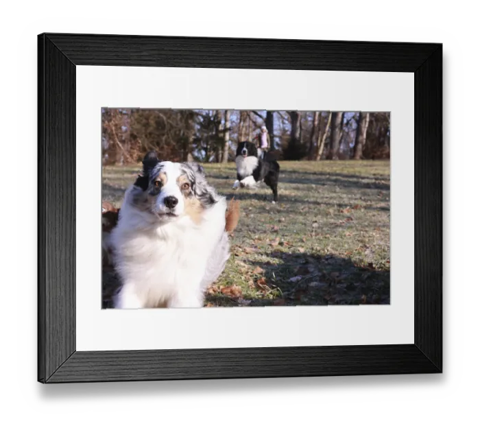 Framed Print : A dog is standing in a field with other dogs Framed Print : A dog is standing in a field with other dogs