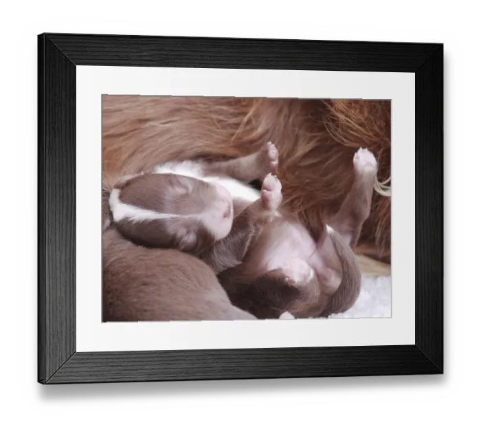 Framed Print : Small brown puppy is nursing from its mother Framed Print : Small brown puppy is nursing from its mother