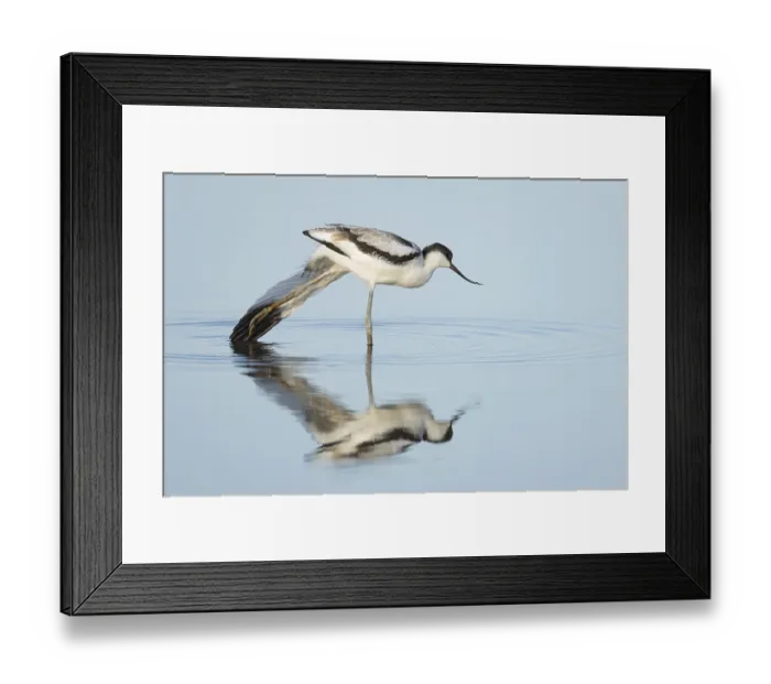 Framed Print : Pied Avocet (Recurvirostra avosetta)