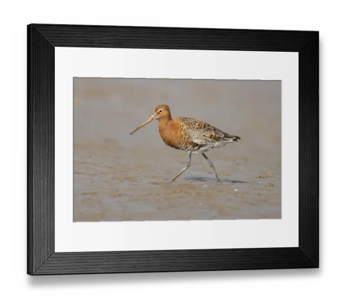 Framed Print : Black tailed godwit (Limosa limosa) adult male wading bird in summer plumage on a coastal mudflat Framed Print : Black tailed godwit (Limosa limosa) adult male wading bird in summer plumage on a coastal mudflat