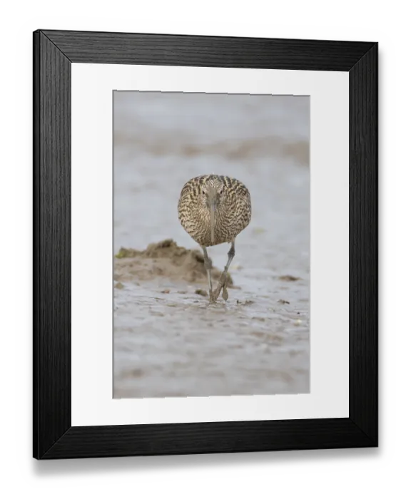 Framed Print : Eurasian curlew (Numenius arquata) adult wading bird on a coastal mudflat