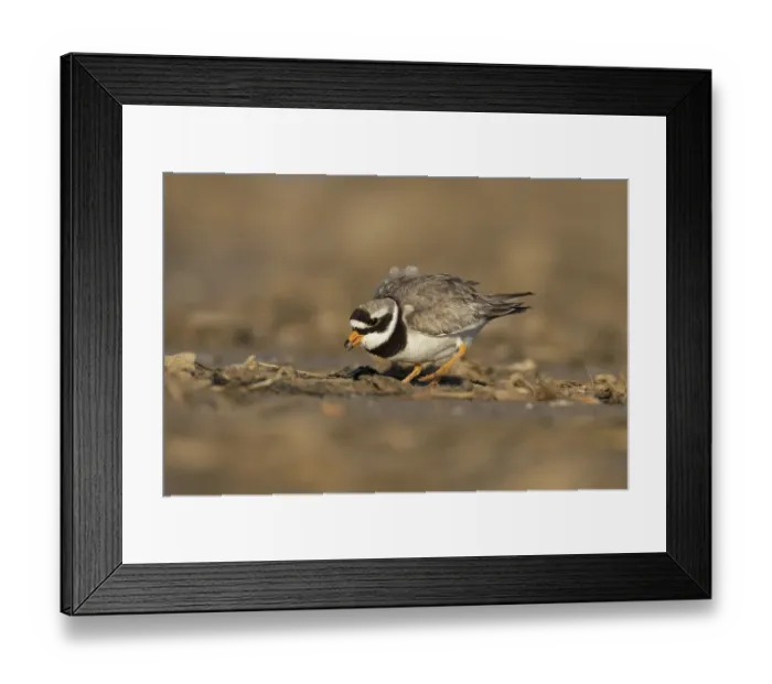 Framed Print : Ringed plover (Charadrius hiaticula) adult wading bird feeding on a coastal beach Framed Print : Ringed plover (Charadrius hiaticula) adult wading bird feeding on a coastal beach