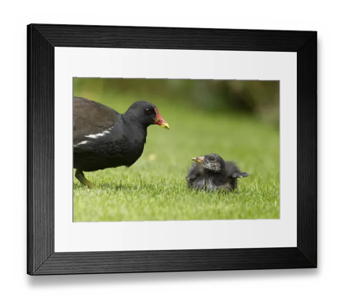 Framed Print : Moorhen (Gallinula chloropus) adult parent bird and juvenile baby bird on a grass lawn Framed Print : Moorhen (Gallinula chloropus) adult parent bird and juvenile baby bird on a grass lawn
