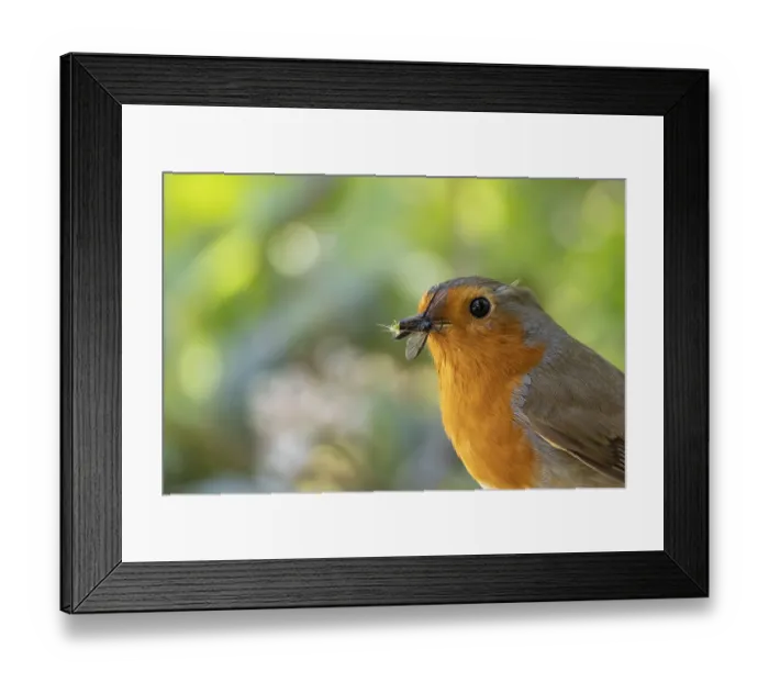Framed Print : European robin (Erithacus rubecula) adult bird in a garden with insects for food in its beak in the spring Framed Print : European robin (Erithacus rubecula) adult bird in a garden with insects for food in its beak in the spring