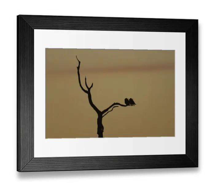 Framed Print : Rook (Corvus frugilegus) silhouette of two adult birds roosting on a tree branch at sunset Framed Print : Rook (Corvus frugilegus) silhouette of two adult birds roosting on a tree branch at sunset