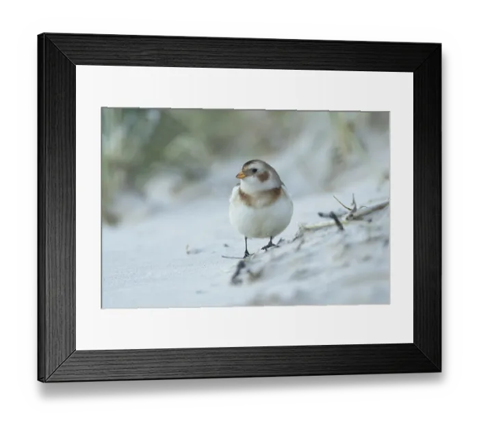 Framed Print : Snow bunting (Plectrophenax nivalis) adult bird on a beach in winter