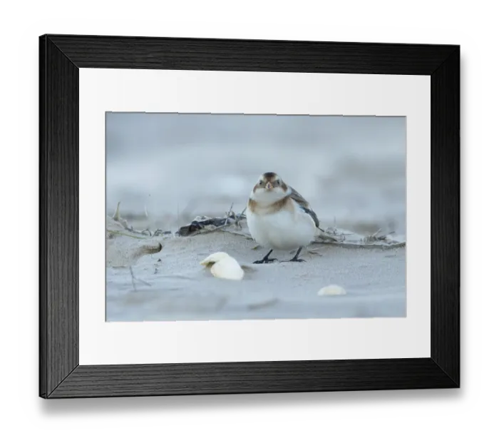 Framed Print : Snow bunting (Plectrophenax nivalis) adult bird on a beach in winter