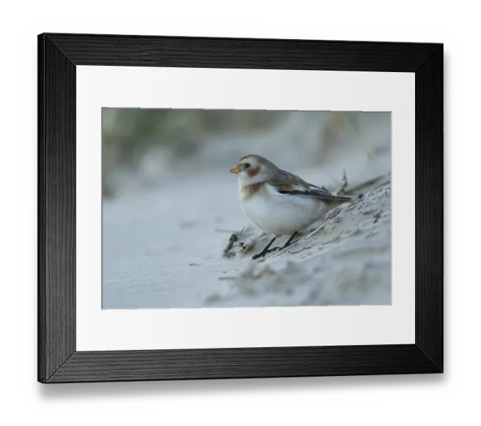 Framed Print : Snow bunting (Plectrophenax nivalis) adult bird on a beach in winter
