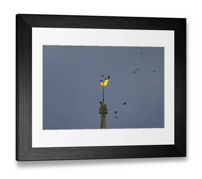 Framed Print : Eurasian starling (Sturnus vulgaris) adult birds flying and on a church spire at dusk