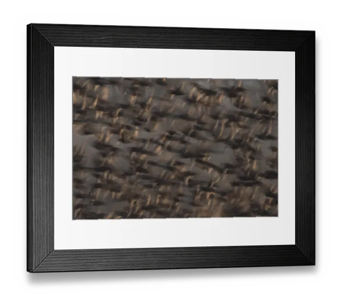Framed Print : Eurasian starling (Sturnus vulgaris) Framed Print : Eurasian starling (Sturnus vulgaris)