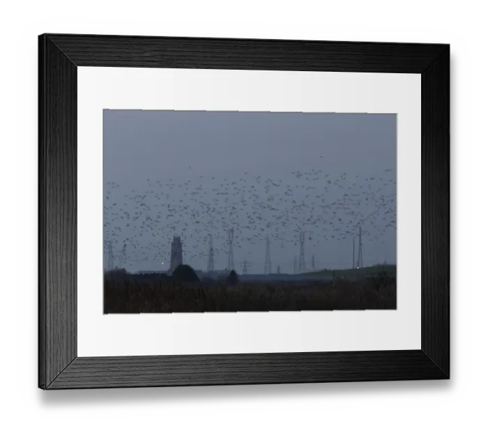 Framed Print : Eurasian starling (Sturnus vulgaris)