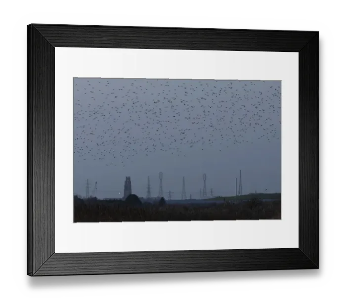 Framed Print : Eurasian starling (Sturnus vulgaris) Framed Print : Eurasian starling (Sturnus vulgaris)