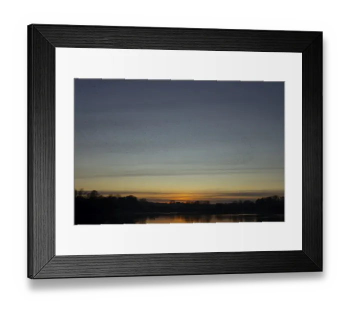 Framed Print : Eurasian starling (Sturnus vulgaris) adult birds flying in flight in a murmuration over a lake at sunset in winter