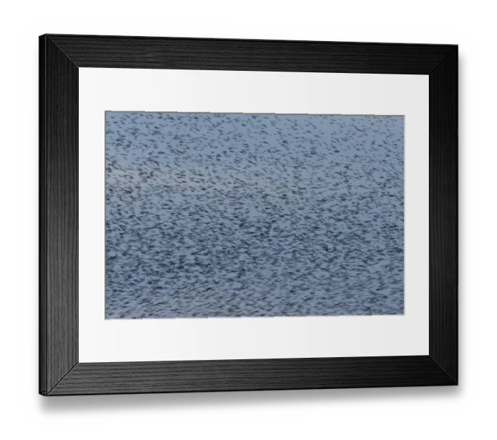 Framed Print : Eurasian starling (Sturnus vulgaris)