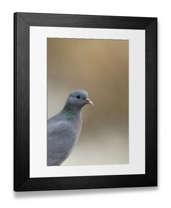Framed Print : Stock dove (Columba oenas) adult bird head portrait