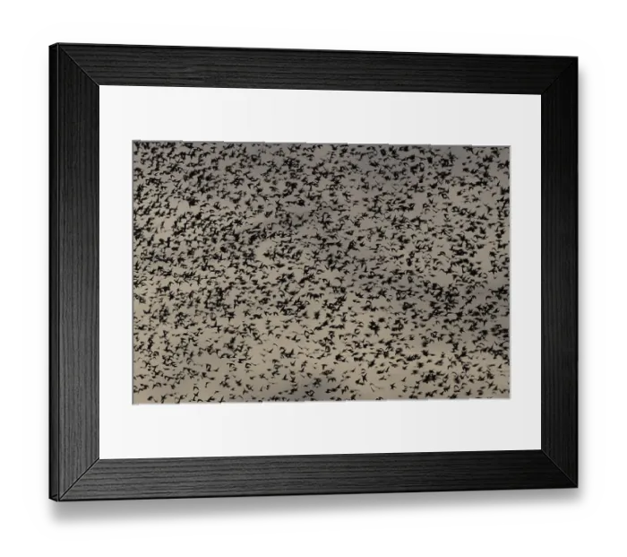Framed Print : Eurasian starling (Sturnus vulgaris) adult birds flying in a flock in a murmuration at sunset in winter Framed Print : Eurasian starling (Sturnus vulgaris) adult birds flying in a flock in a murmuration at sunset in winter