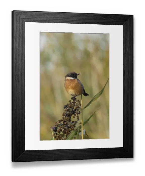 Framed Print : European stonechat (Saxicola rubicola) adult bird on a bramble branch