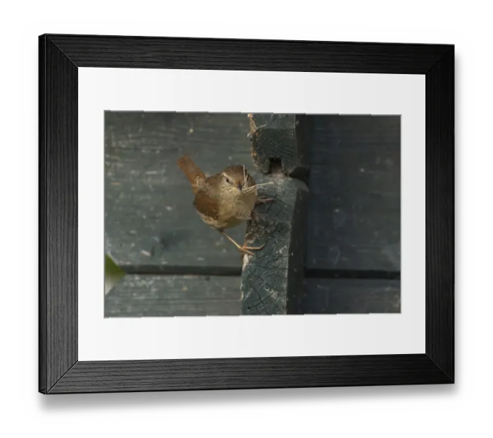 Framed Print : Eurasian wren (Troglodytes troglodytes) adult bird on a garden shed with nesting material in its beak in spring Framed Print : Eurasian wren (Troglodytes troglodytes) adult bird on a garden shed with nesting material in its beak in spring