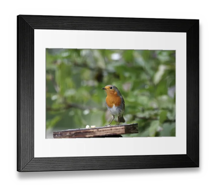 Framed Print : Robin (Erithacus rubecula), color Framed Print : Robin (Erithacus rubecula), color