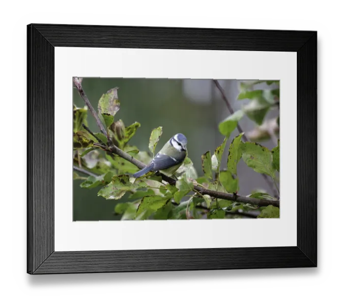 Framed Print : Blue tit (Cyanistes caeruleus)