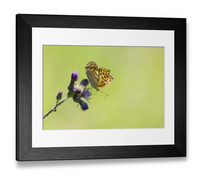 Framed Print : Kaisermantel (Argynnis paphia) Framed Print : Kaisermantel (Argynnis paphia)