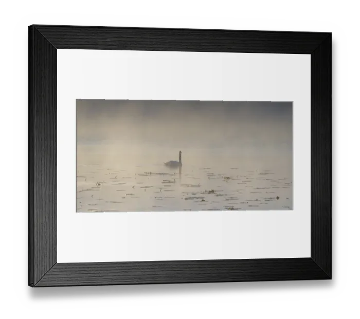 Framed Print : Swan (Cygnus olor) at sunrise with early fog at Hopfensee near Fussen